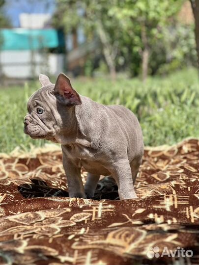 Французский бульдог