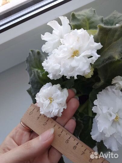 Фиалка белая