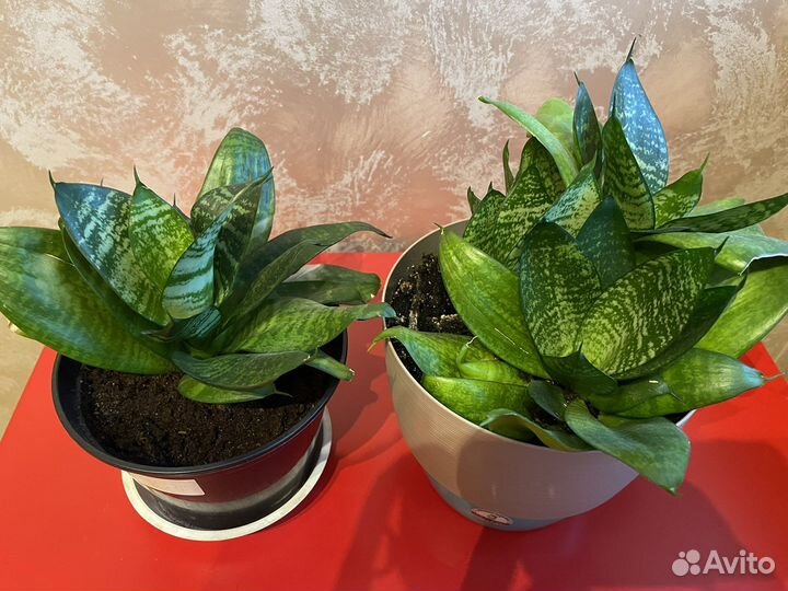 Комнатные цветы