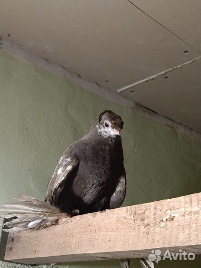 Голуби узбеки