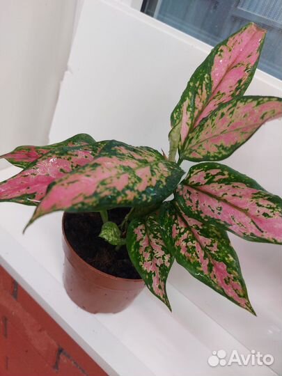 Сортовые аглаонемы