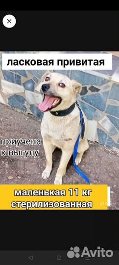 Щенки собачки