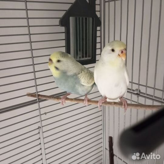 Волнистый попугай с клеткой