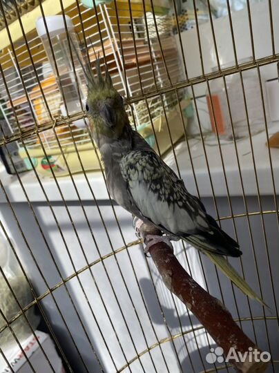 Попугай Карелла