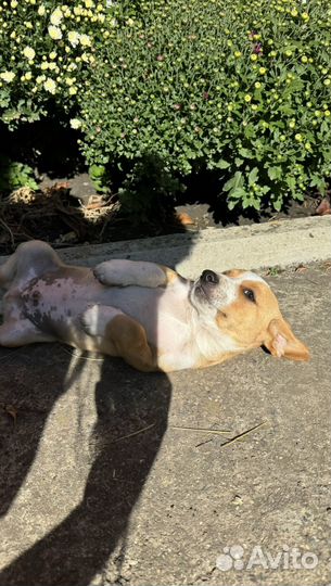 Щенок коккер спаниель помесь