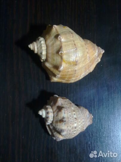 Ракушка(СССР)