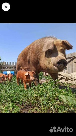 Продажа поросят породы Дюрок на Племя,и на откорм