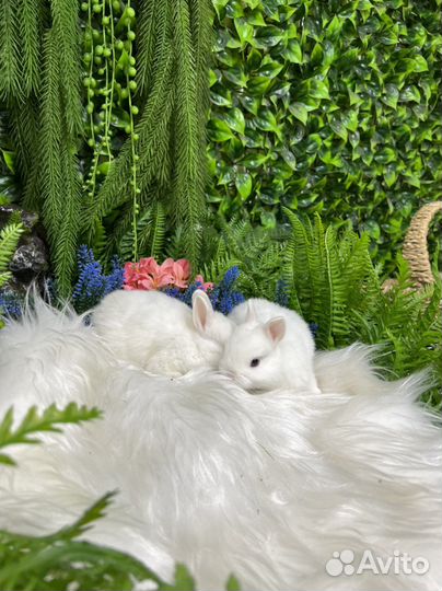 Царские кролики