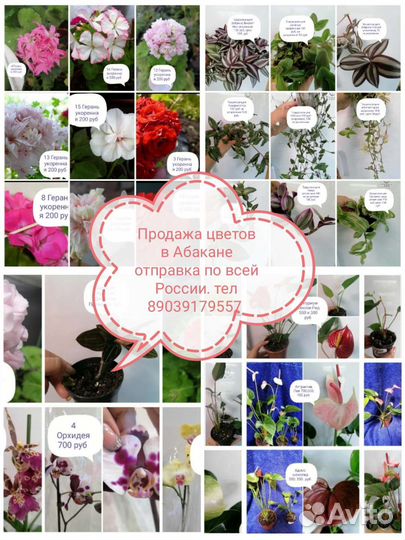 Продажа орхидей