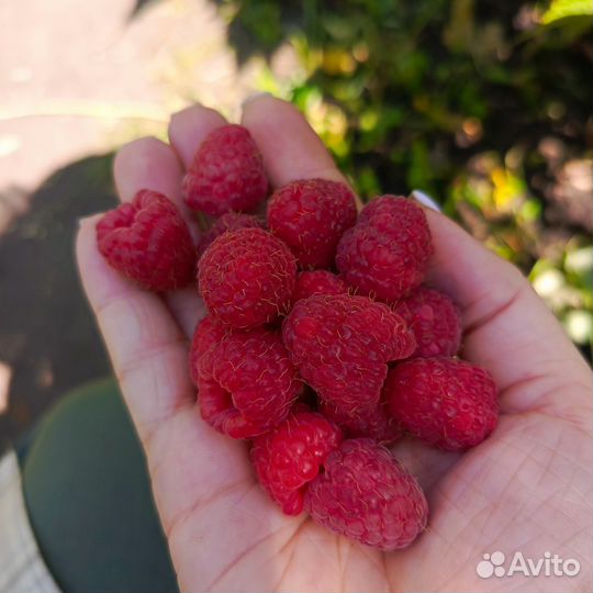 Малиновое дерево саженцы