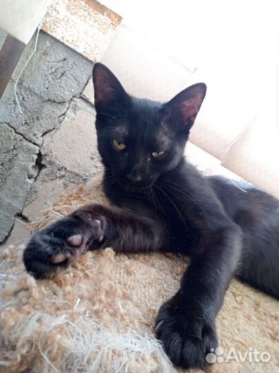 Котенок