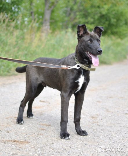 Бруно ищет дом