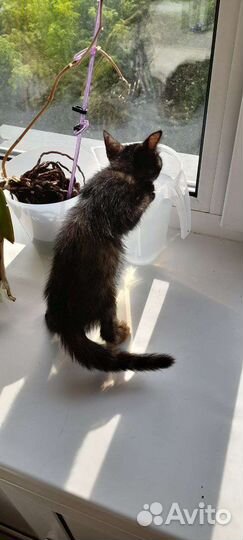 Отдам в хорошие руки котенка
