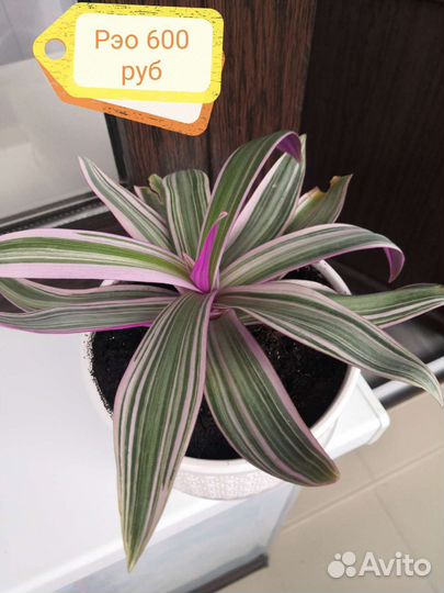 Комнатные растения