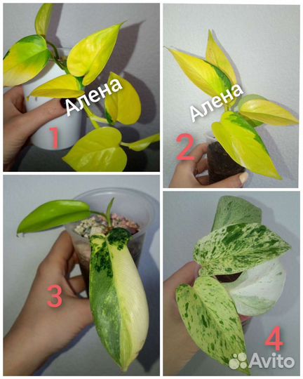 Монстеры, сингониумы, филы