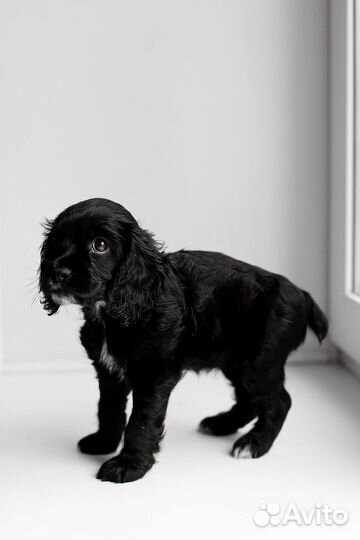 Английский кокер спаниель