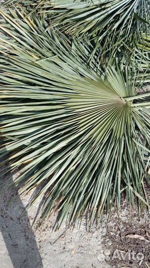 Листья пальмы