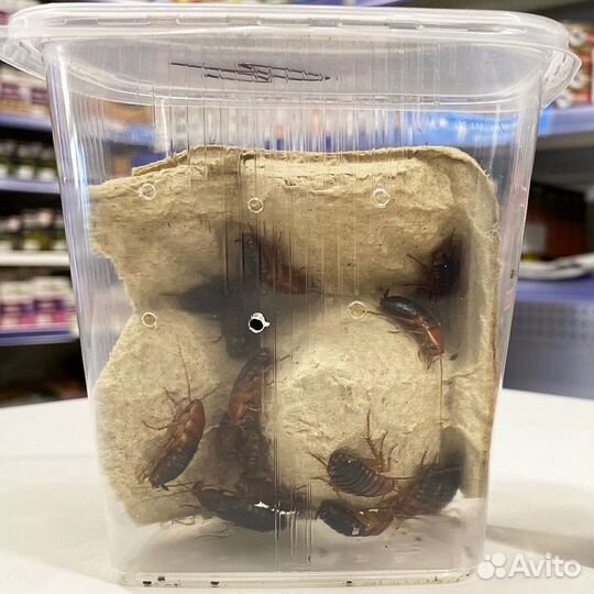 Сверчки, тараканы, зофобас, кормовые насекомые