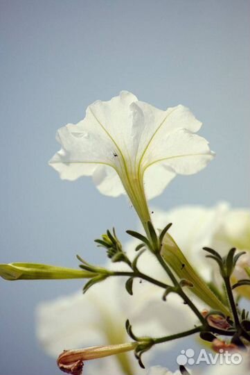 Nikon D3000 Kit 18-55mm f/3.5-5.6G