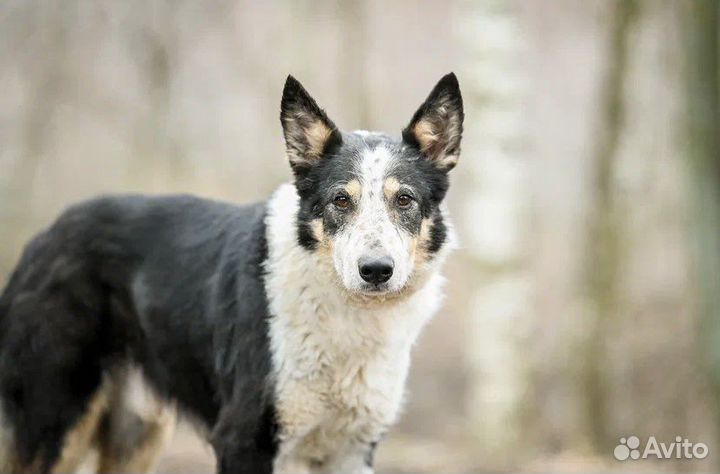 Собака в добрые руки