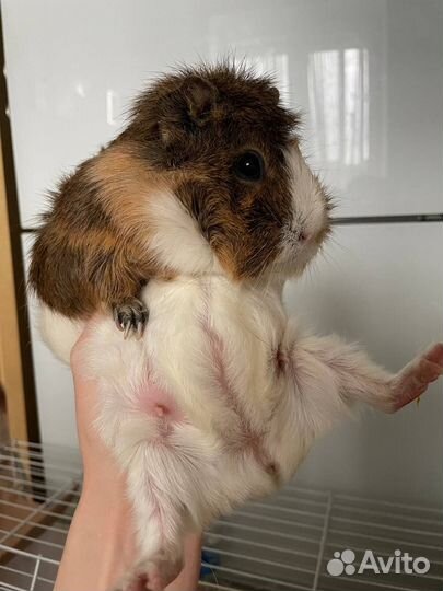 Морские свинки