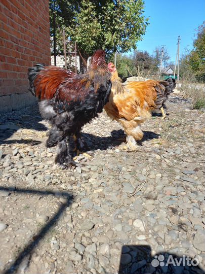 Петушки Брама