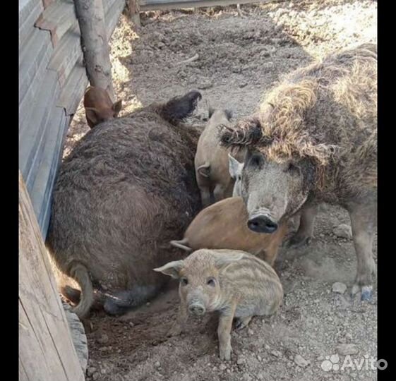 Венгерская мангалица