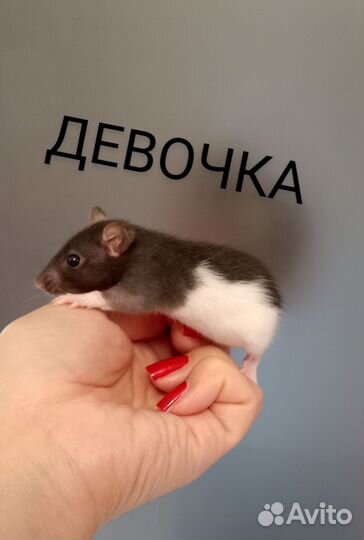 Крысята сфинкс и Браш