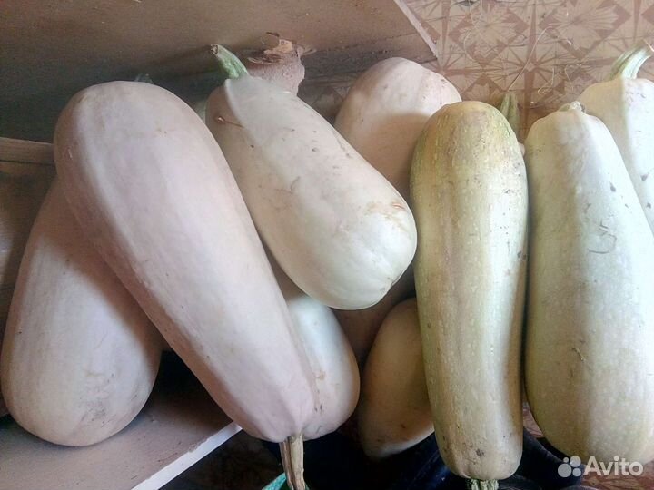 Кабачки домашние