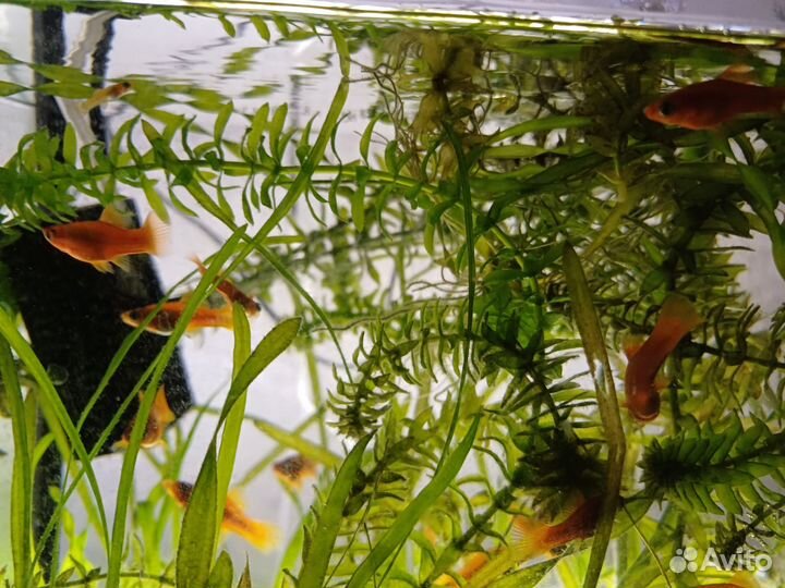 Продам рыбок,меченосцев
