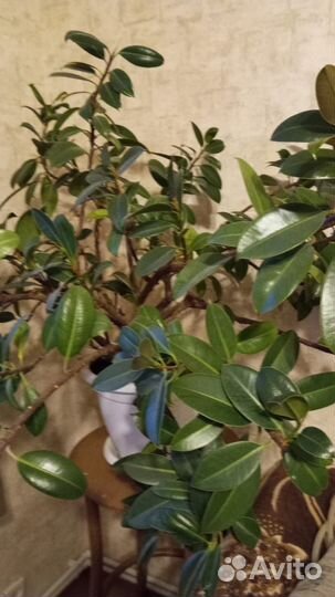 Отростки фикуса каучуконосного