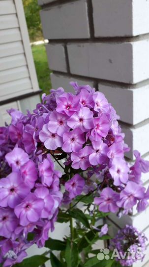 Растения для сада с зкс