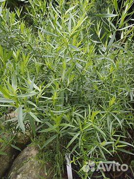 Тархун (эстрагон) рассада, листья петрушки