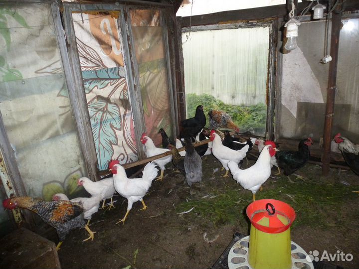 Продам петухов