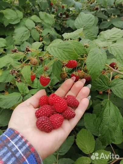 Продам саженцы Чёрная,Красная Сморода,Малина,крыж