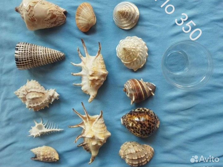 Коллекция ракушек раковин
