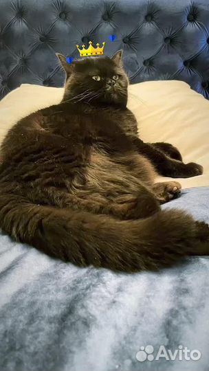 Передержка животных