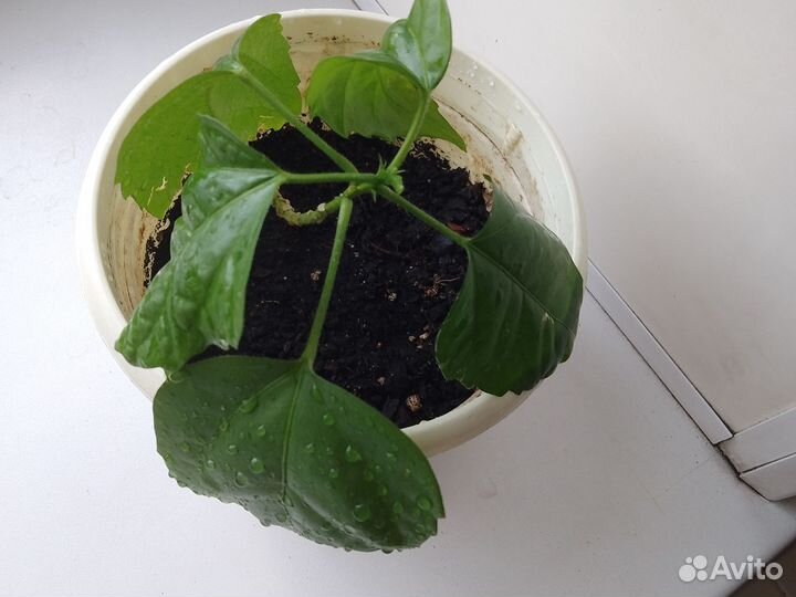 Гибискус китайская роза укорененное красная 30см