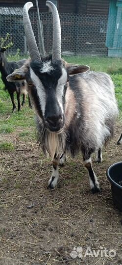 Козы дойные, племенной баран и овцы на племя