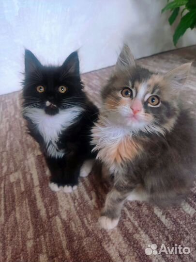 Котята мейн-кун в добрые руки