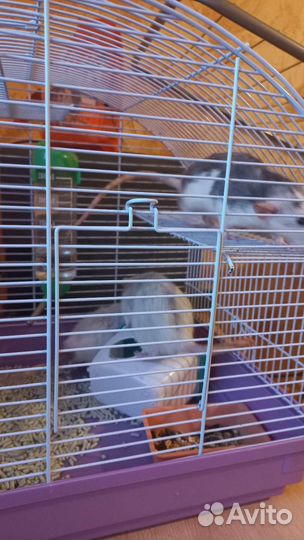 Клетка для крыс с крысами