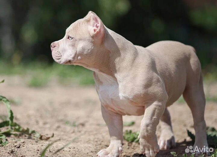Амерриканский булли щенки