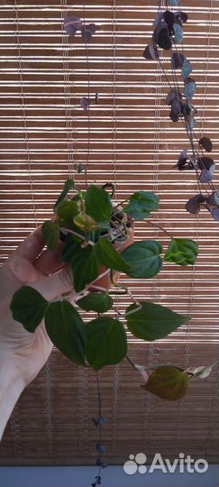 Филодендрон сканденс миканс