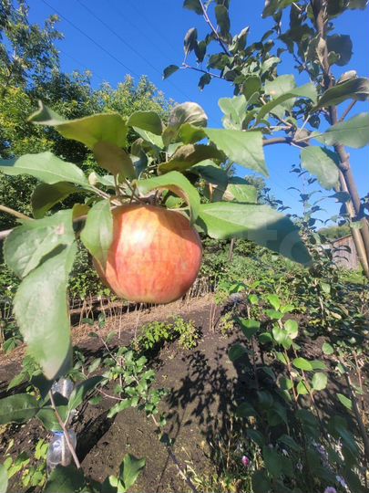 Участок 9 сот. (СНТ, ДНП)