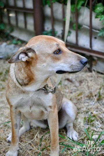 Собака девочка молодая очень ласковая