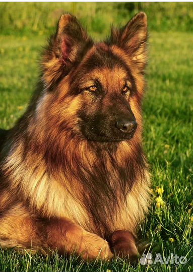 Обработка собак от блох и клещей (весом 20-40кг)