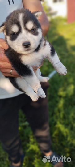Дворняжка в добрые руки. 2 мальчика и 3 девочки