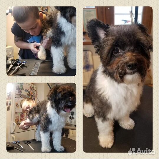 Стрижка собак/мойка собак/стрижка когтей