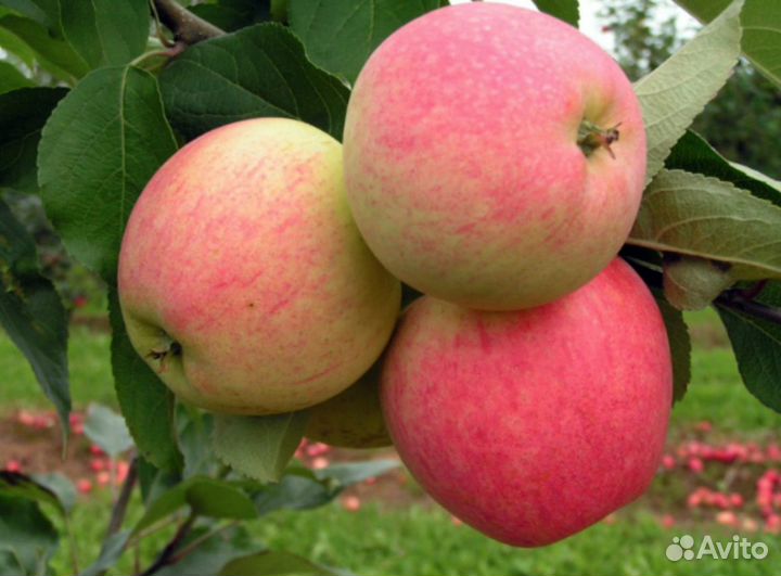 Саженцы яблони и груши