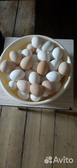 Яйцо куриное